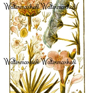 Antique Botanical Artwork #6. Digital Download