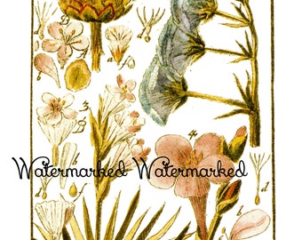 Antique Botanical Artwork #6. Digital Download