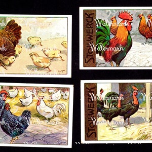 4 Old World European Chickens & Roosters Images. Instant Digital Download.