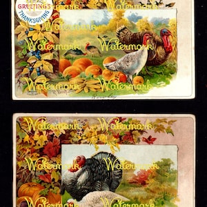2 Vintage Alte Welt Thanksgiving Türkei Bilder, mit Kürbissen & Mais. Instant Digital Download