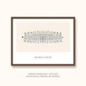 Diagrama de dientes humanos: ilustración de anatomía dental, numeración de dientes, arte mural médico, descarga instantánea