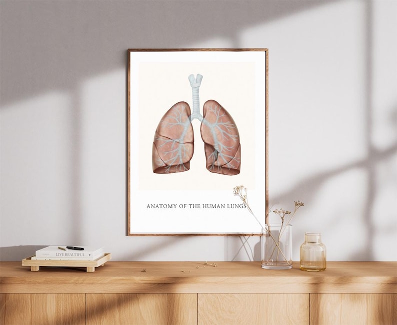 Human Lung Anatomy Poster – Medical Illustration Printable Wall Art ...