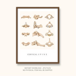 Cervical Spine Anatomy Wall Art – Printable Medical Illustration Poster