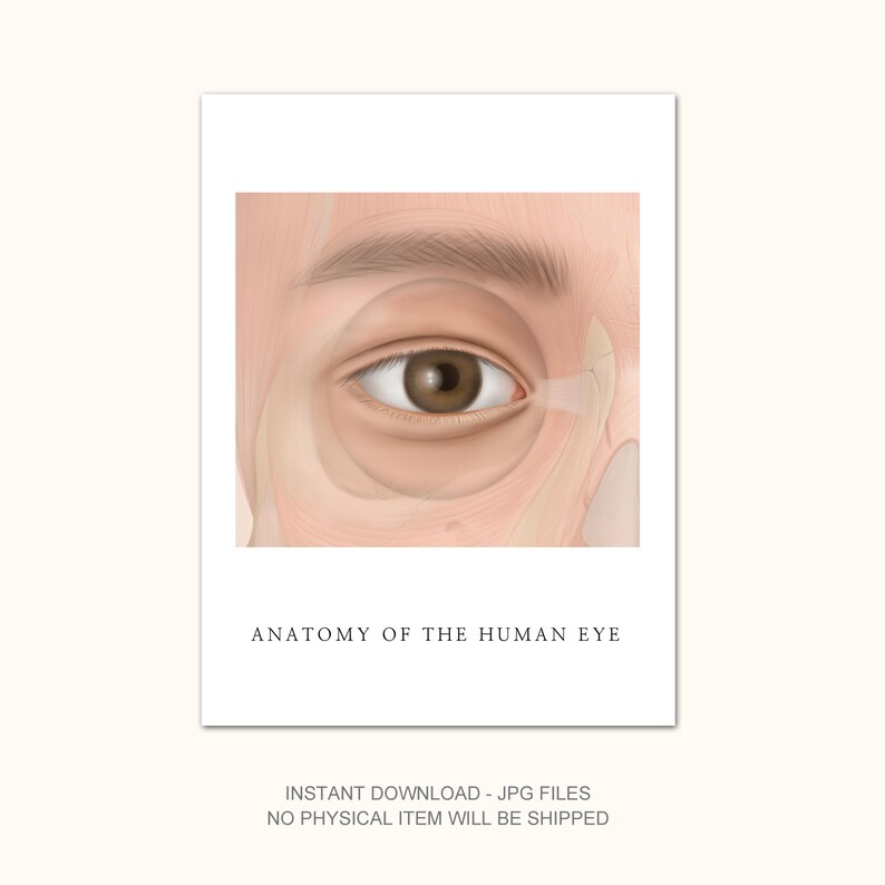 Anatomy of the Human Eye – Medical Illustration Printable, Orbital ...
