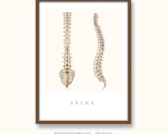Poster menselijke wervelkolom anatomie: medische illustratiekunst (digitale download)