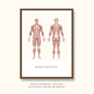 Male Muscular System Anatomy Poster – Front and Back View – Medical Wall Art Printable – Hand-drawn by Medical Illustrator
