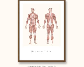 Männliche Muskulatur Anatomie Poster - Medizinische Illustration (Digitaler Download)