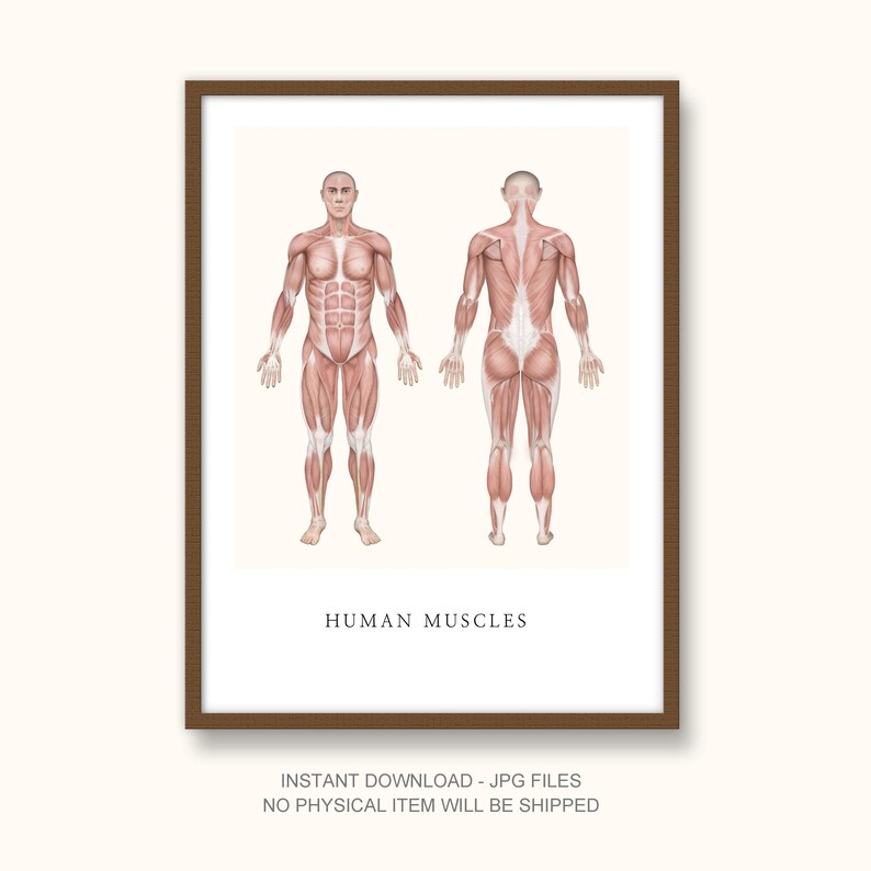 Male Muscular System Anatomy Poster – Medical Illustrator Art (digital ...