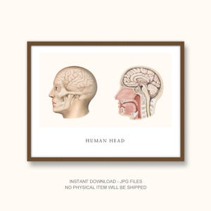 May include: A framed print with two anatomical diagrams of the human head. One shows a side view of the brain, and the other a cross-section of the head, showing the nasal cavity and throat. The text "HUMAN HEAD" is below the images.