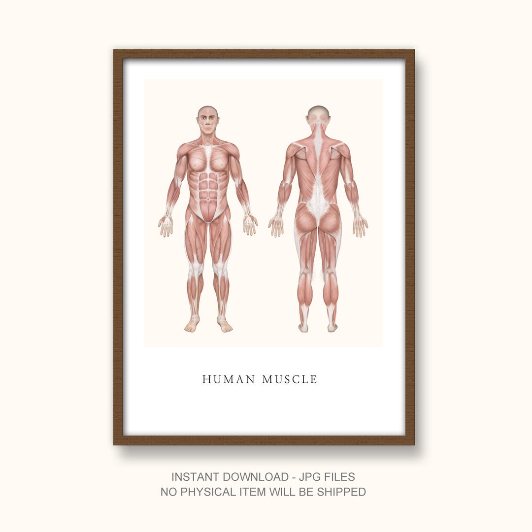 Male Muscular System Anatomy Poster – Front and Back View – Medical ...