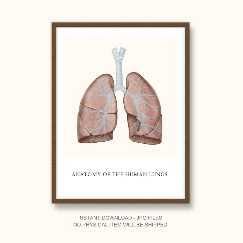 Human Lung Anatomy Poster – Medical Illustration Printable Wall Art ...