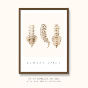 Lumbar Spine Anatomy Poster – Medical Illustration by Professional Medical Illustrator, Instant Download