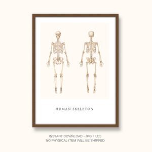 Human Skeleton Anatomy Poster – Front and Back View – Medical Wall Art Printable – Anatomy Illustration for Study or Decor