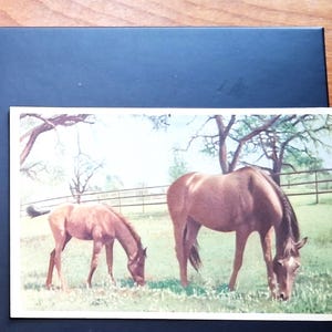 Pode incluir: Quatro postais vintage com ilustrações de cavalos. Um mostra um cavalo castanho num estábulo, outro retrata dois cavalos pretos, e os dois restantes mostram cavalos a pastar num campo. Os postais estão dispostos numa superfície preta.