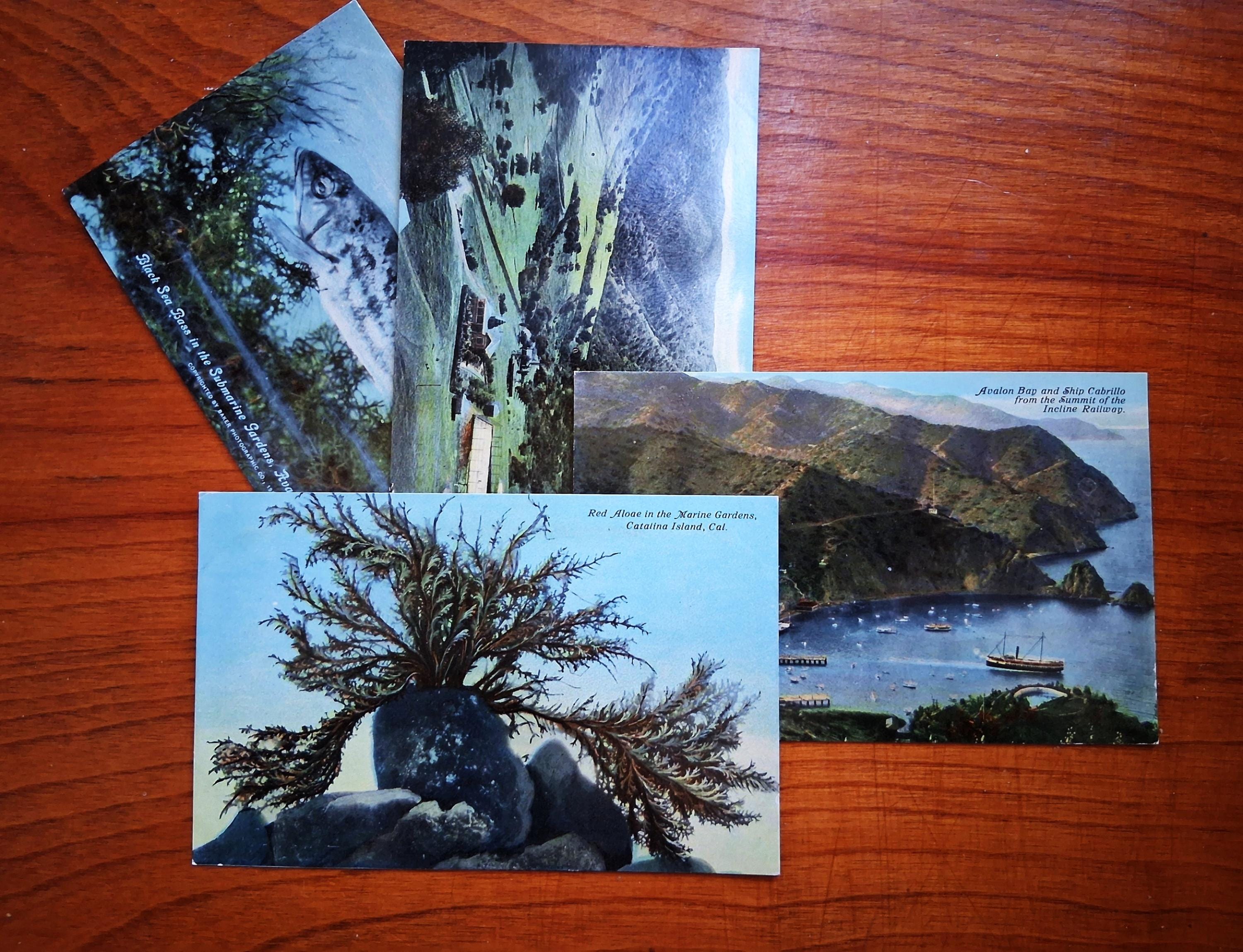 Set of FOUR Catalina Color Postcards off the California Coast - 1910s ...