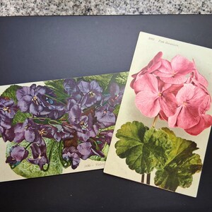 Könnte beinhalten: Zwei Vintage-Postkarten mit floralen Illustrationen. Eine zeigt violette Veilchen mit grünen Blättern. Die andere zeigt eine rosa Geranie mit grünen Blättern. Beide liegen auf einer schwarzen Oberfläche.