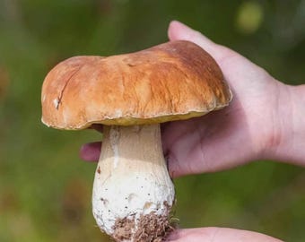 Porcini Mushroom King Bolete Grow Kit Spores in Sawdust Bag Garden Grow Kit