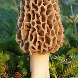 TRUE morel mushroom grow kit grow morel mushrooms at home and garden