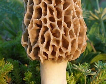 TRUE morel mushroom grow kit grow morel mushrooms at home and garden