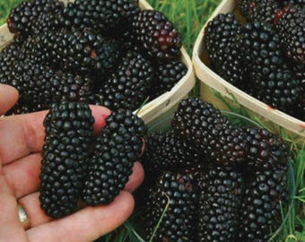 100 Seeds - GIANT THORNLESS BLACKBERRY - very tasty fruits, easy to grow, perennial plant