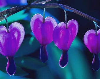 Purple Bleeding Heart Seeds: Perennial Flowers, Attracts Butterflies