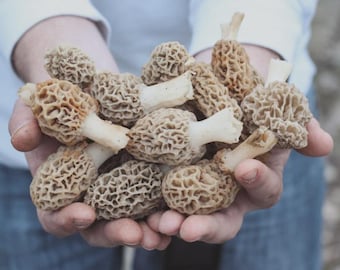 Morel Mushroom Spores in Sawdust Bag Jumbo Grow Kit Makes 25 gal FREE SHIPPING