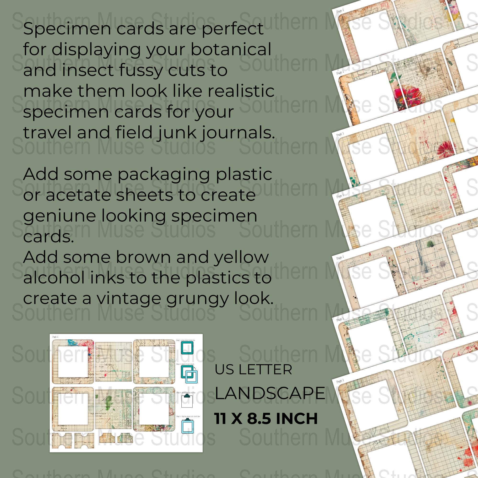 Digital Specimen Slides for Junk Journals, Vintage Scrapbook Frames ...