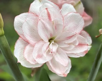 White Pink Light Hippeastrum Amaryllis Bulbs | Garden Flower Plant