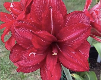 Rote Hippeastrum-Zwiebeln Blume Weiße Amaryllis-Zwiebeln | Geschenk Mama