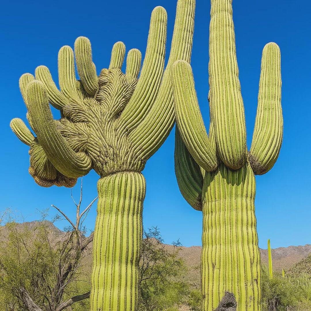 10 Saguaro Cactus Seeds – Carnegiea Gigantea – Giant Tree-like Hardy ...