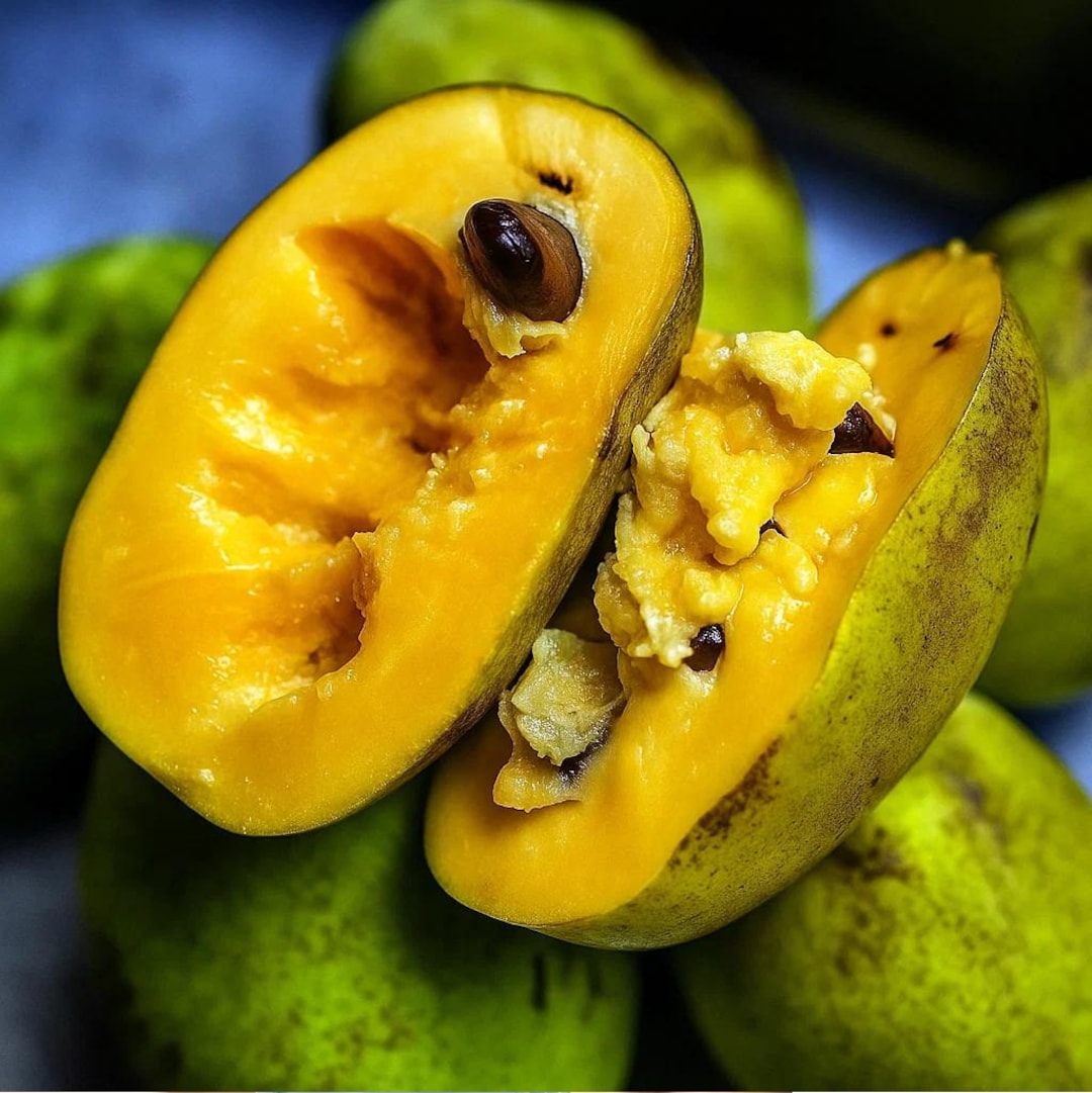 3 Stratified Pawpaw Tree Seeds – Asimina Triloba Hardy Fruit Plant - Etsy
