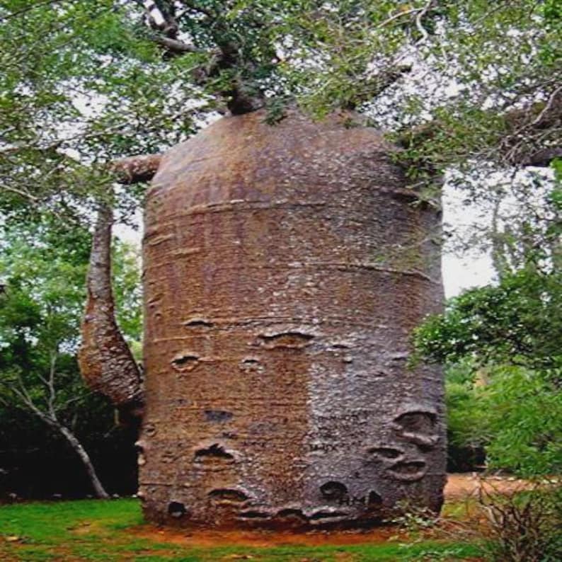 5 Baobab Tree Seeds – Adansonia Digitata, Rare Tree of Life Monkey ...