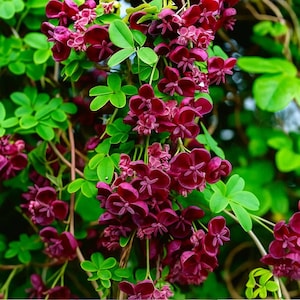 10 Chocolate Vine Seeds (A. trifoliata) – Hardy Climbing Fruit & Flowering Plant