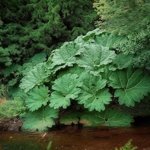 25 Gunnera Manicata Seeds – Giant &quot;Dinosaur Food&quot; Plant – Rare Hardy Exotic Tropical Foliage
