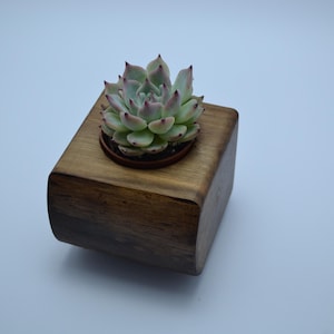 Übertopf für Sukkulenten aus Holz im Vintage-Stil