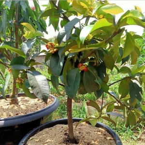 Peut inclure: Un jeune mangoustanier en pot, avec des feuilles vert foncé et de petits fruits rouge-orangé. L'image met en valeur le feuillage et les fruits potentiels de l'arbre, avec d'autres plantes en arrière-plan.