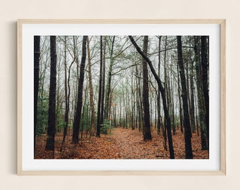 Bezaubernder Wald Fotodruck - Ruhige Natur Wandkunst, ruhige Waldszene, von der Natur inspiriertes Wohndekor, Waldkunstwerk