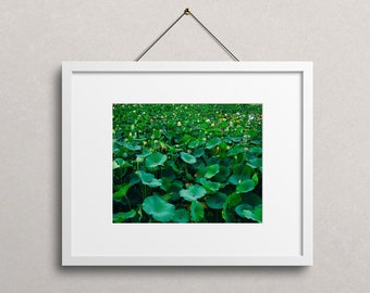 Lily Pad Photo, Digital Download, Water Lily, Lotus Flower, Water Lily Photo, Home Decor, Wall Art, Wall Decor, Lily Wall Art, Printable