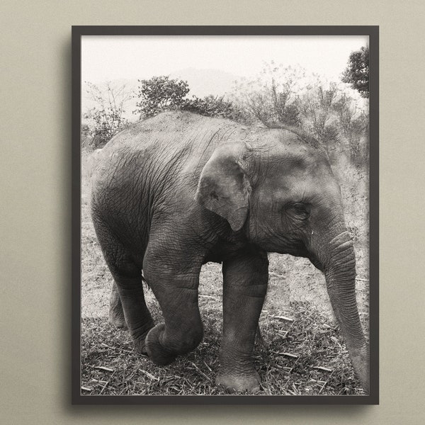 Baby Elephant Photo, Digital Download, Baby Animal, Black and White, Elephant Photo, Elephant Wall Art, Nursery Art, Kids Room Decor