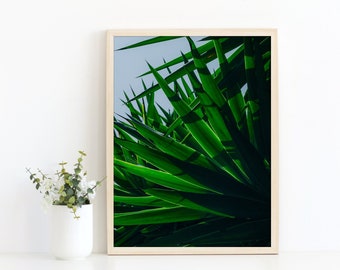 Palm Tree Photo, Digital Download, Fan Palm Print, Tropical Print, Palm Leaves, Palm Tree Art, California Home Decor, Wall Art, Printable