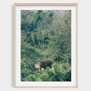 Thai Elephant Jungle Print: Exotic Wildlife Photography