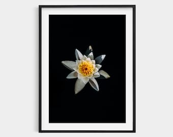 Foto de nenúfar blanco: Impresión botánica zen minimalista
