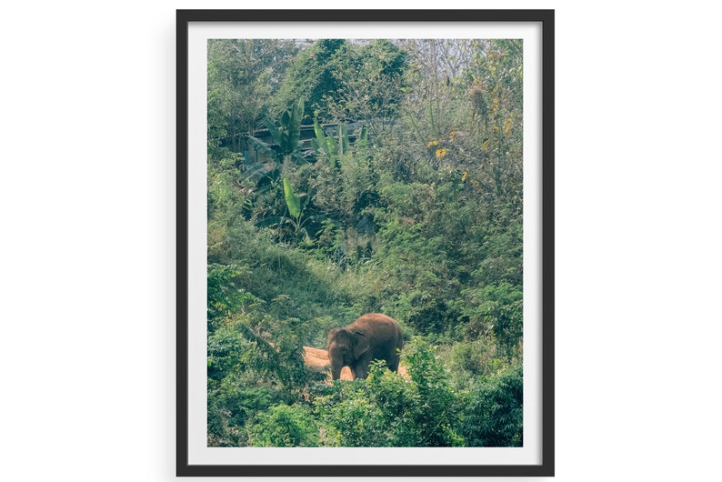 Elephant Photo, Digital Download, Elephant Artwork, Nursery Art, Kids Room Art, Elephant In Jungle, Elephant in Wild, Home Decor, Printable image 5