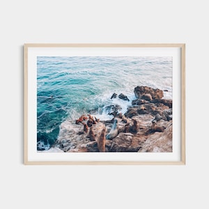 California Sea Lion Beach Print: Coastal Wildlife Photography