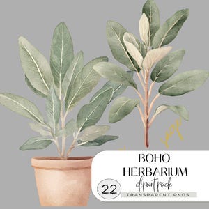 May include: A watercolour illustration of two sage plants with green leaves and beige stems. One plant is potted in a terracotta pot. The image includes the text "BOHO HERBARIUM clipart pack" and "22 transparent PNGs".