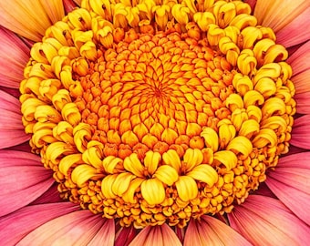 Dalias y zinnias: Libro para colorear botánico realista para adultos (20 páginas) · PDF imprimible