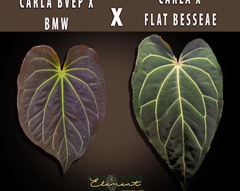 Anthurium Carla BVEP x BMW x Carla Flat Besseae aff (2) brotes