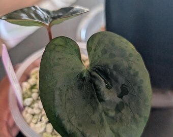Anthurium Dark crystal x luxurians pup