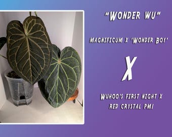 Anthurium "Wonder Wu" (Magnificum x Wonderboy x Wuhoos first night x Red crystal PM 1) GROWER'S CHOICE