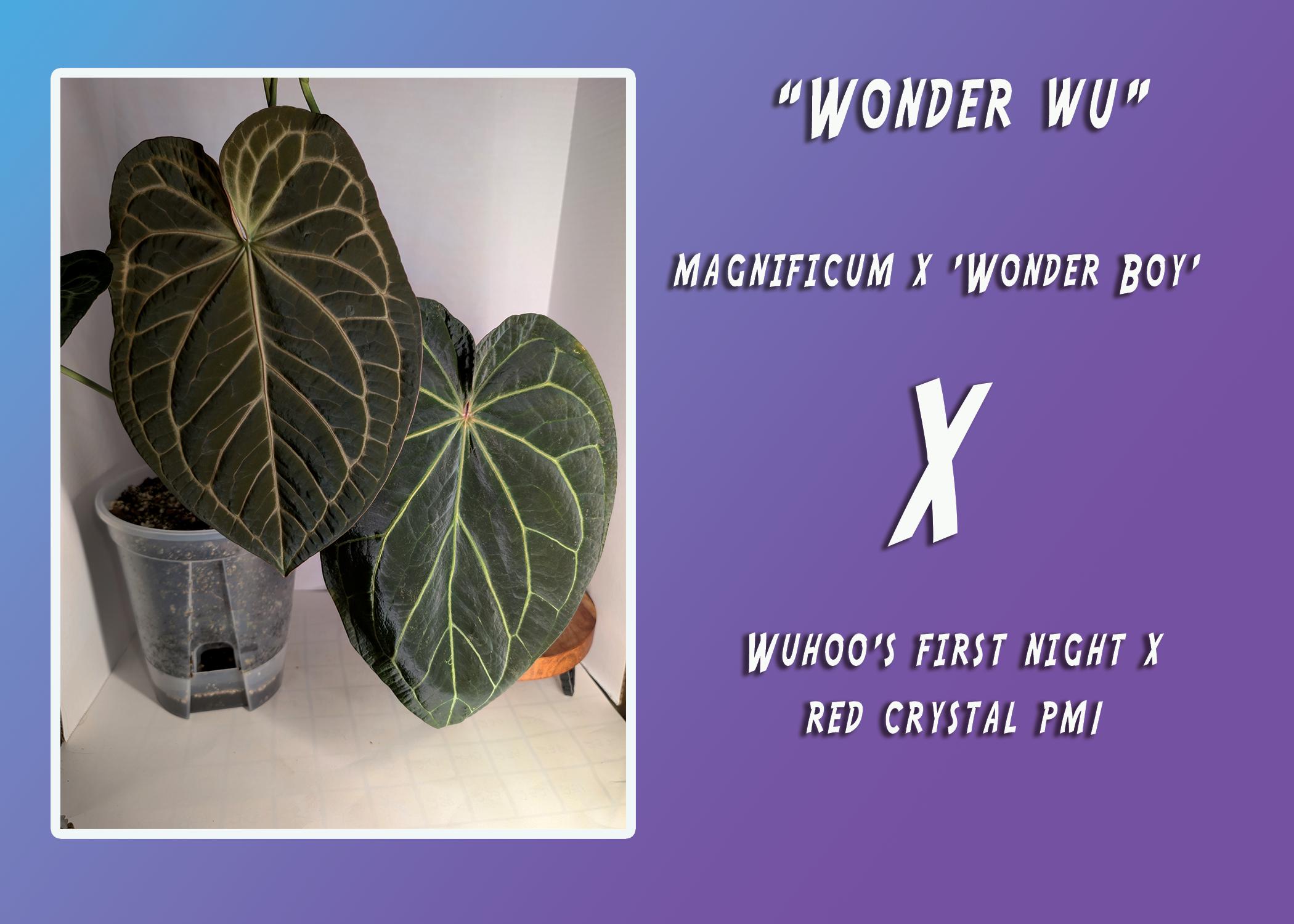 Anthurium Wonderboy X Michelle - Etsy